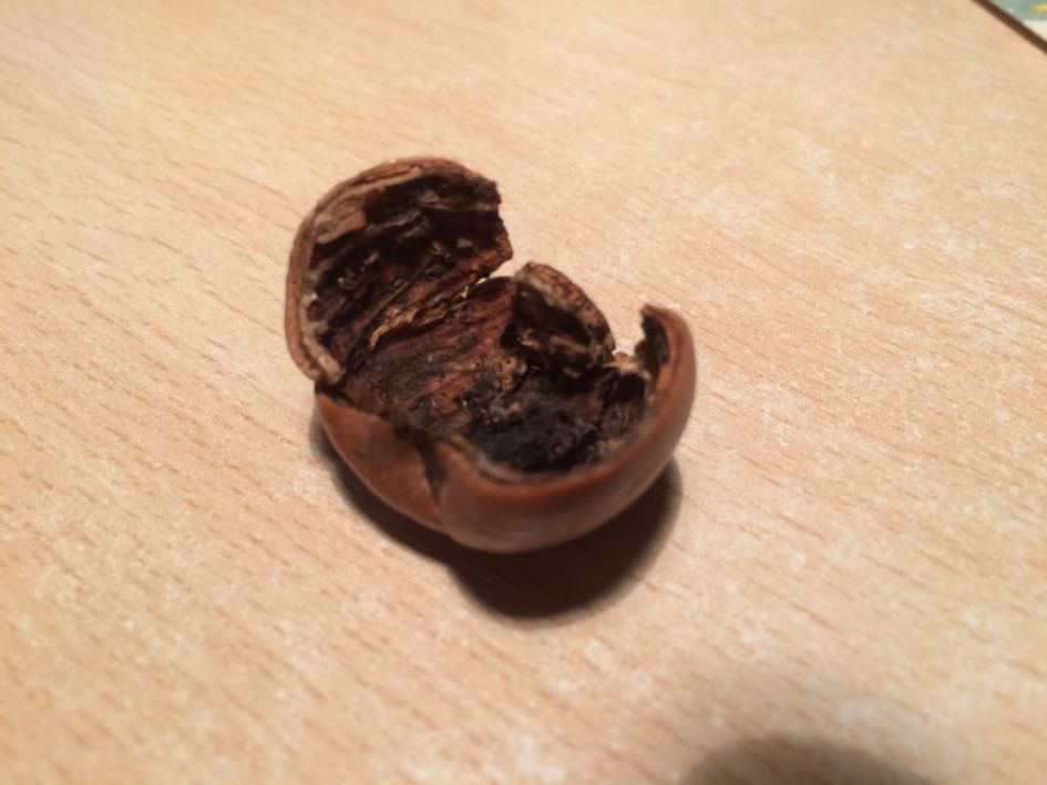 hakspoor op Amerikaanse eikel